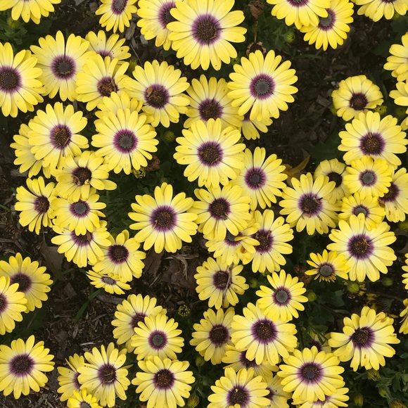 Meet your Posher, Jane - Picture 1 of 1